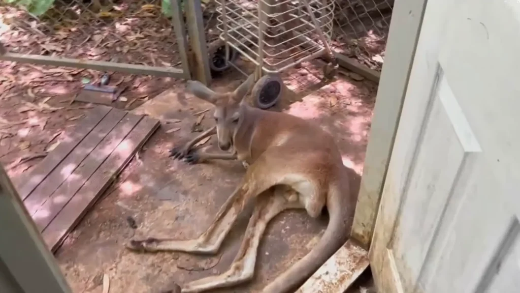 Triste adiós a Loco, el entrañable canguro de Frank Cuesta