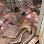 Triste adiós a Loco, el entrañable canguro de Frank Cuesta